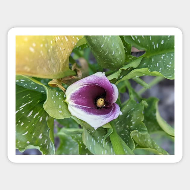 Calla Lily in Leaves Sticker by AustaArt